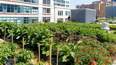  「Urban Farming: Growing Food For Life」：ベトナムの都会農業に息づく生命力と希望